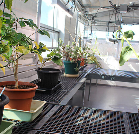 Plants line the greenhouse potting tables