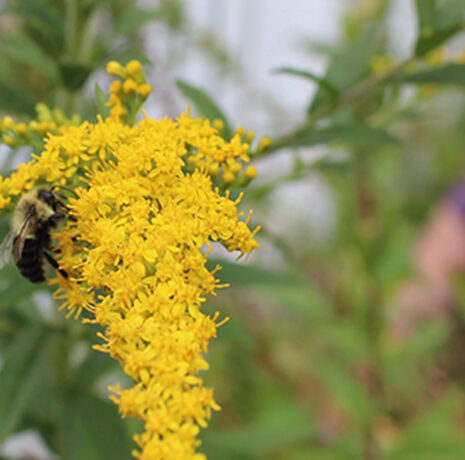 A bee collects nectar from a cluster of bright yellow flowers on a green plant, with blurred foliage in the background.